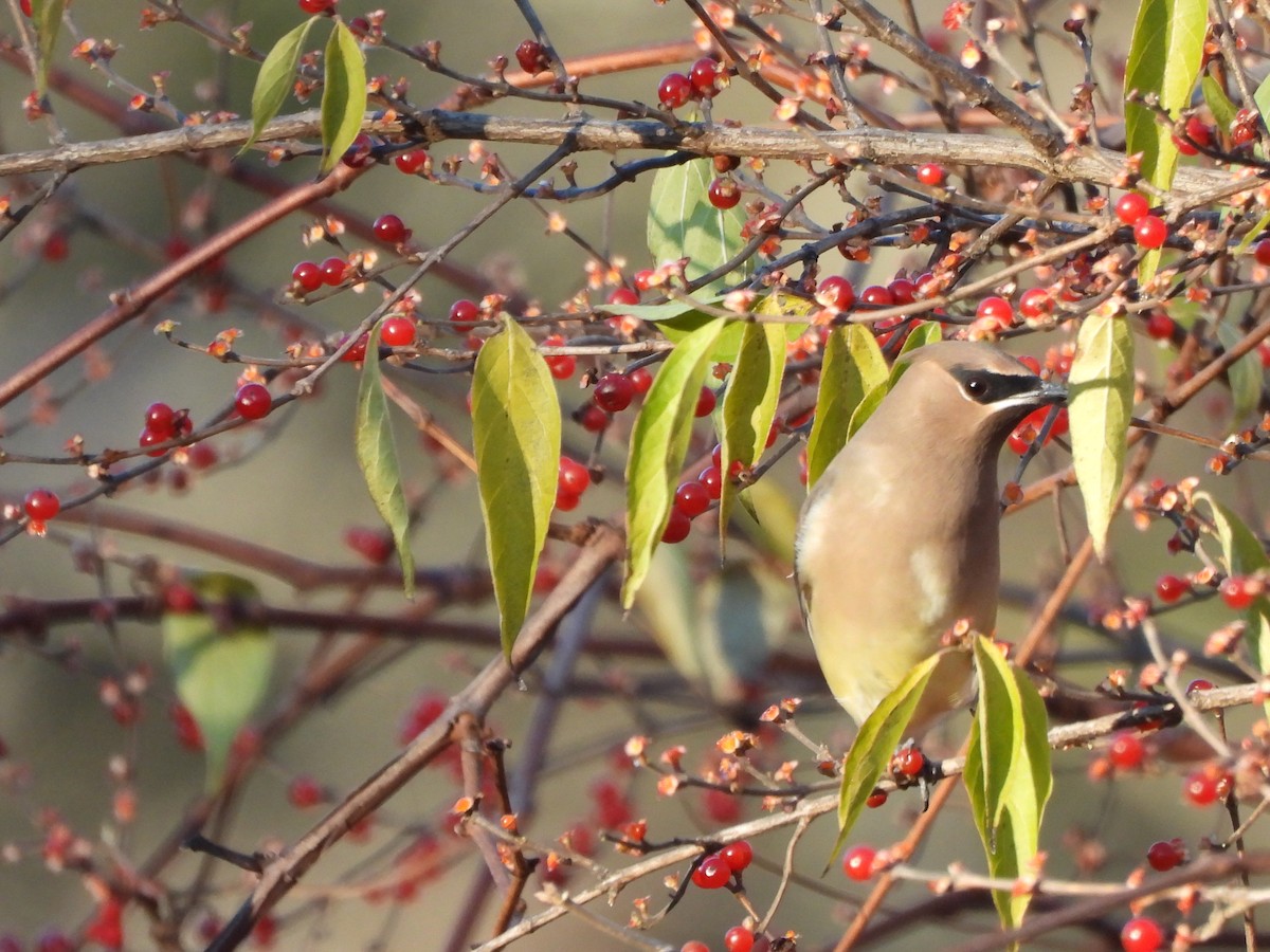 ヒメレンジャク - ML646070860