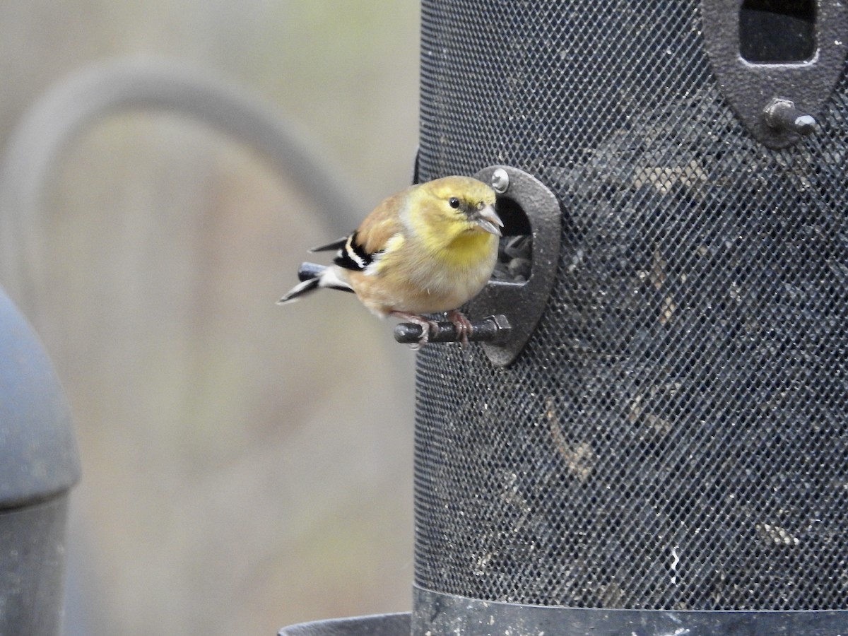 American Goldfinch - ML646070861