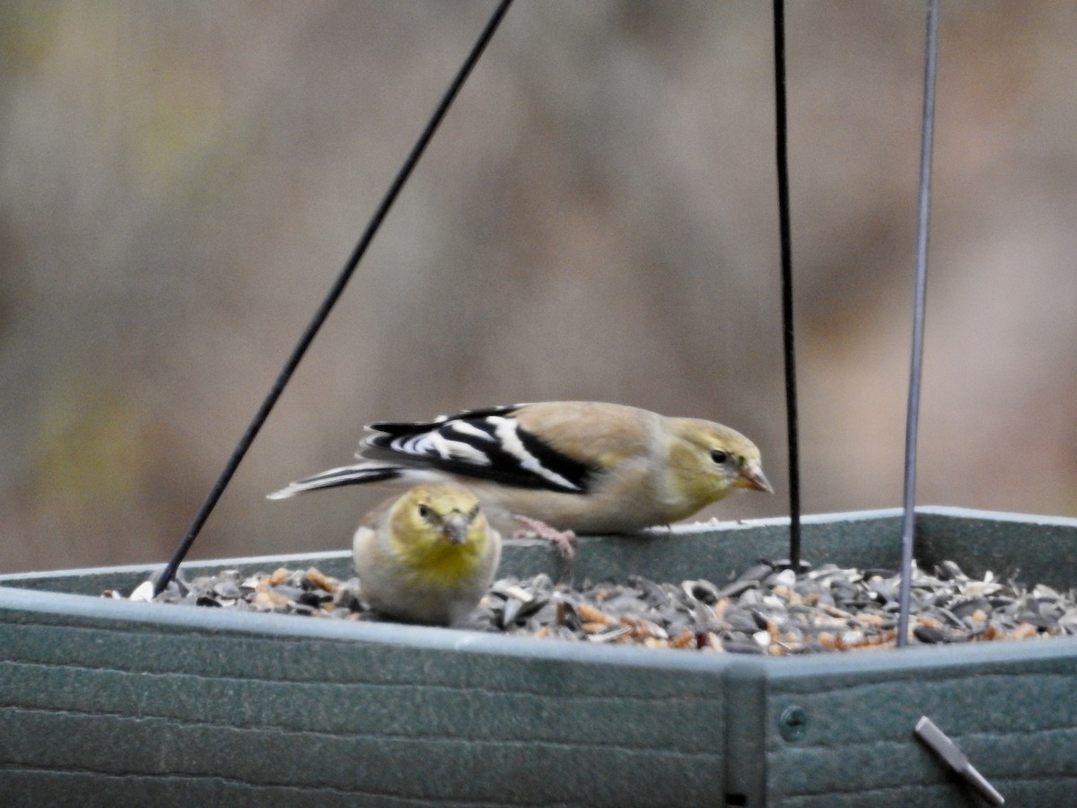American Goldfinch - ML646070863