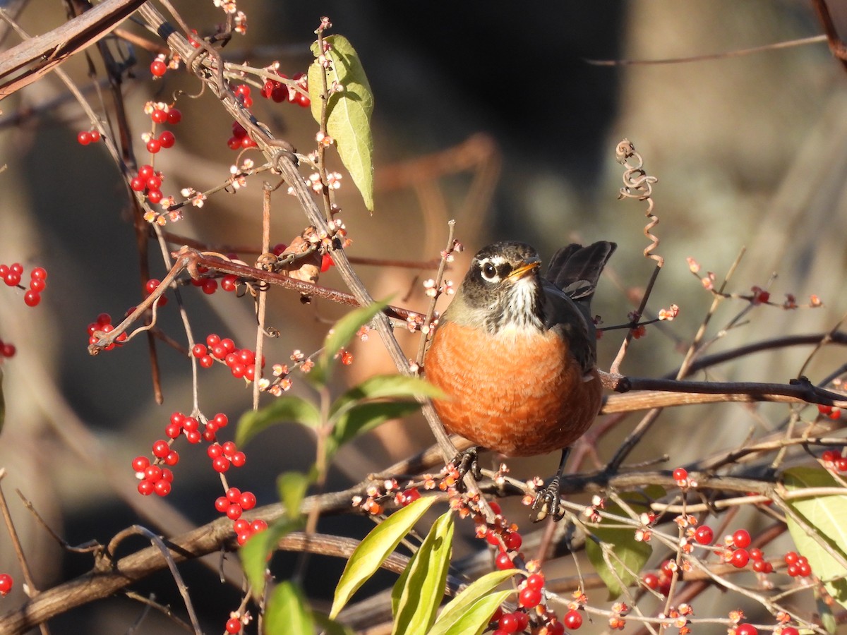 American Robin - ML646070868