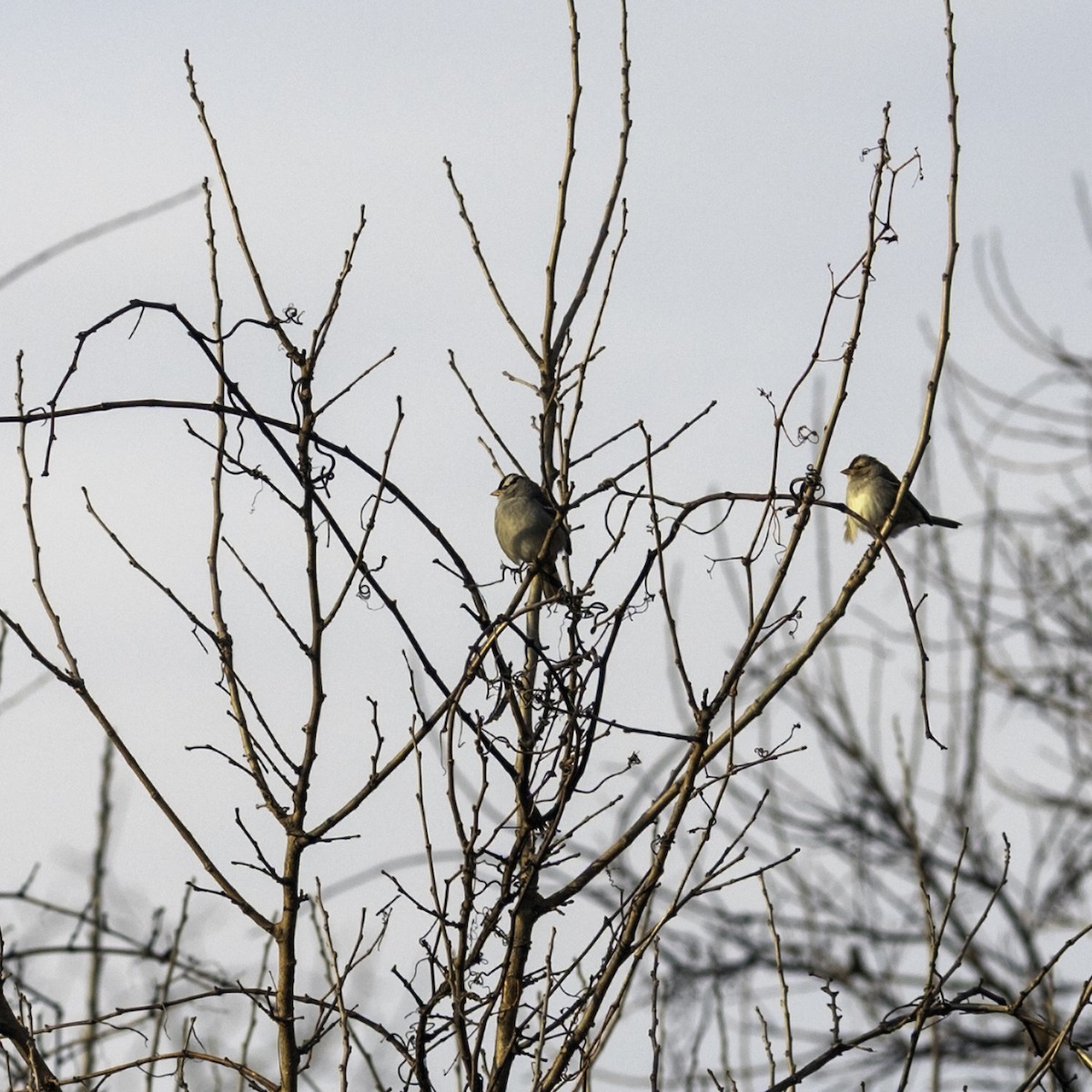 White-crowned Sparrow - ML646070876