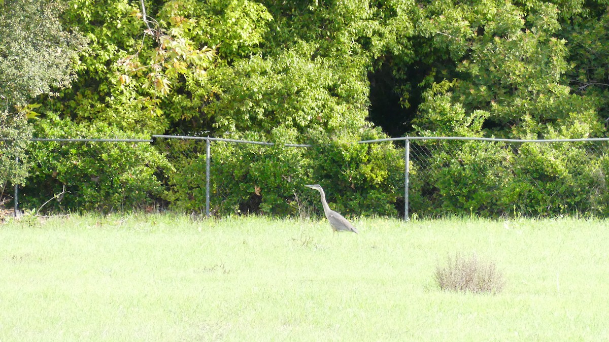 Great Blue Heron - ML646070879
