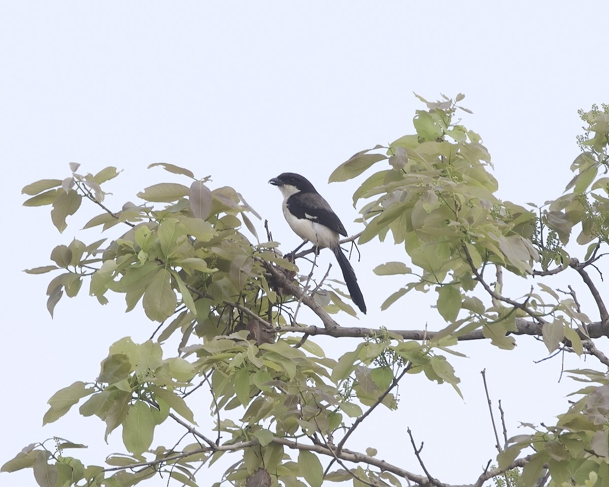 ťuhýk dlouhoocasý - ML646070880