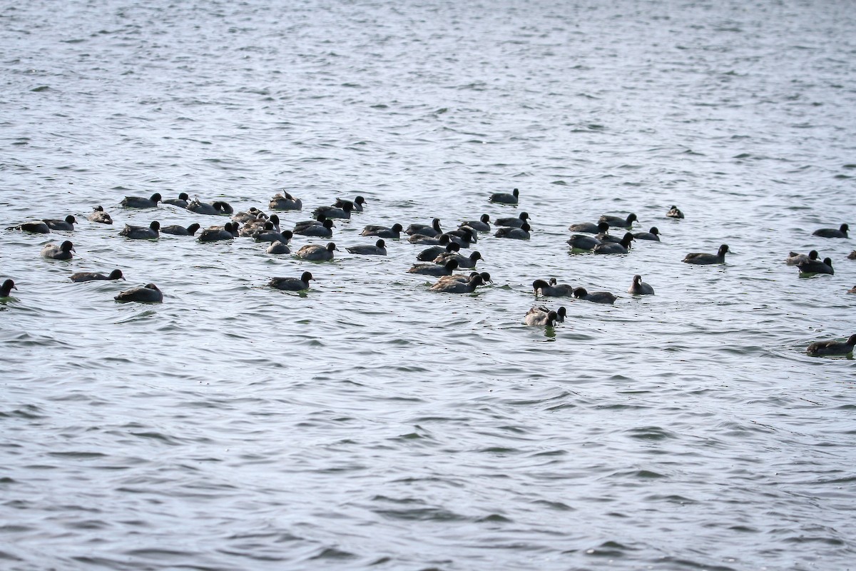 American Coot - ML646070890
