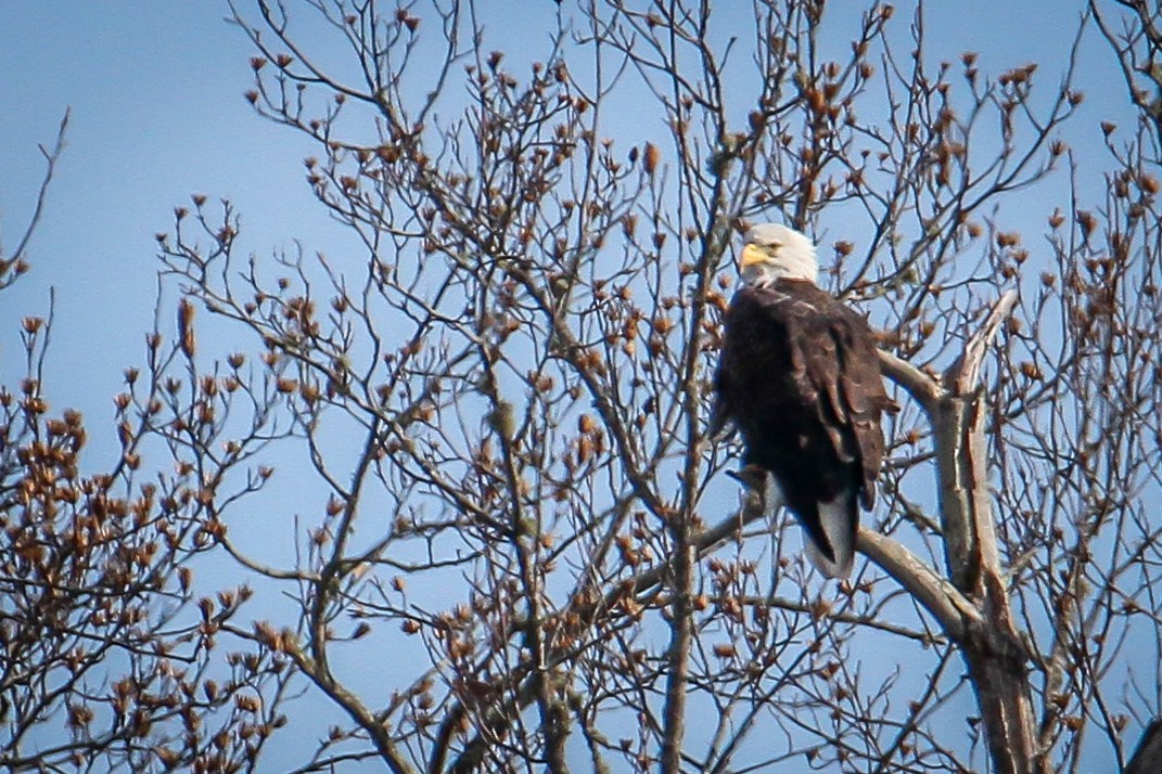 Bald Eagle - ML646070893