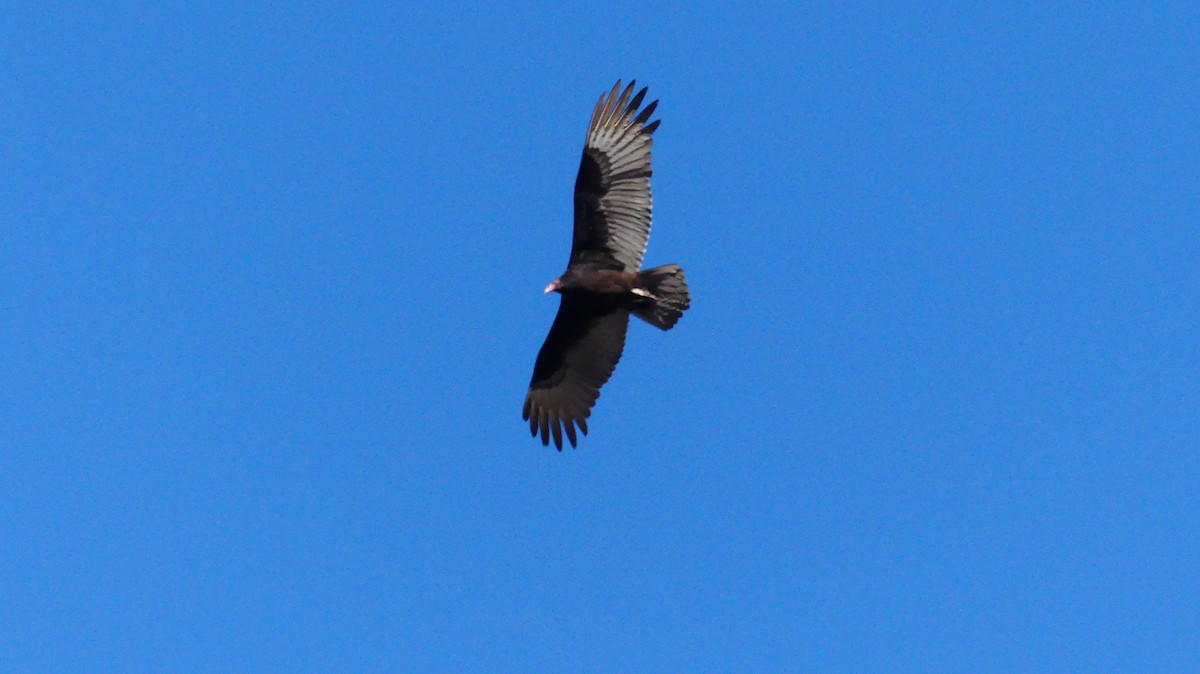 Turkey Vulture - ML646070894