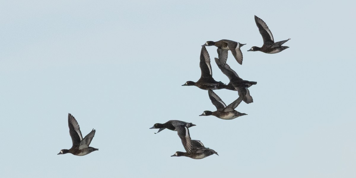 polák kaholka - ML646070897