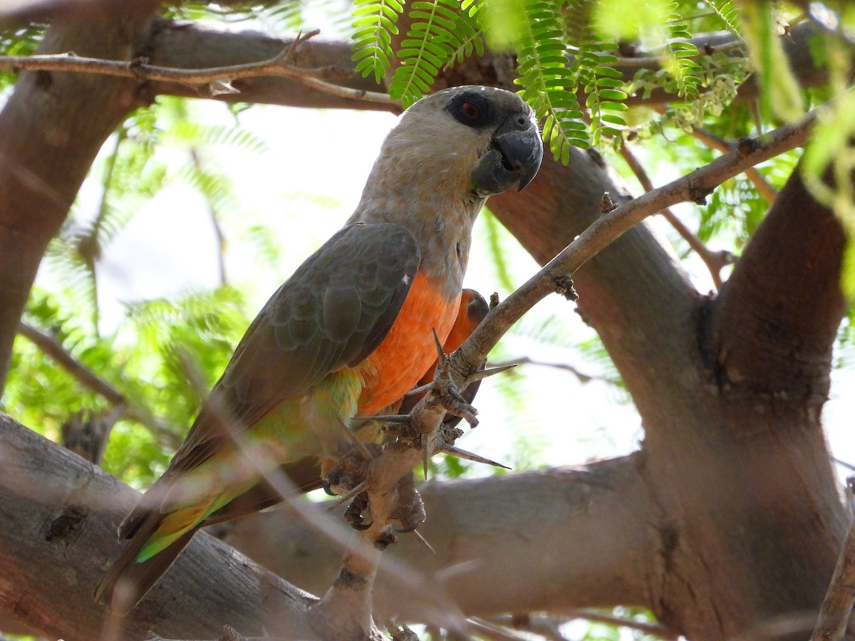 oransjebukpapegøye - ML646070904