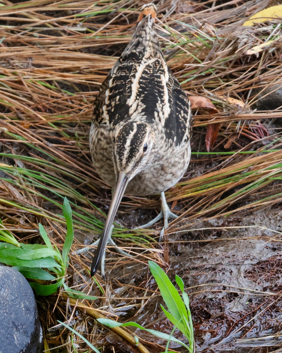 Wilson's Snipe - ML646070906