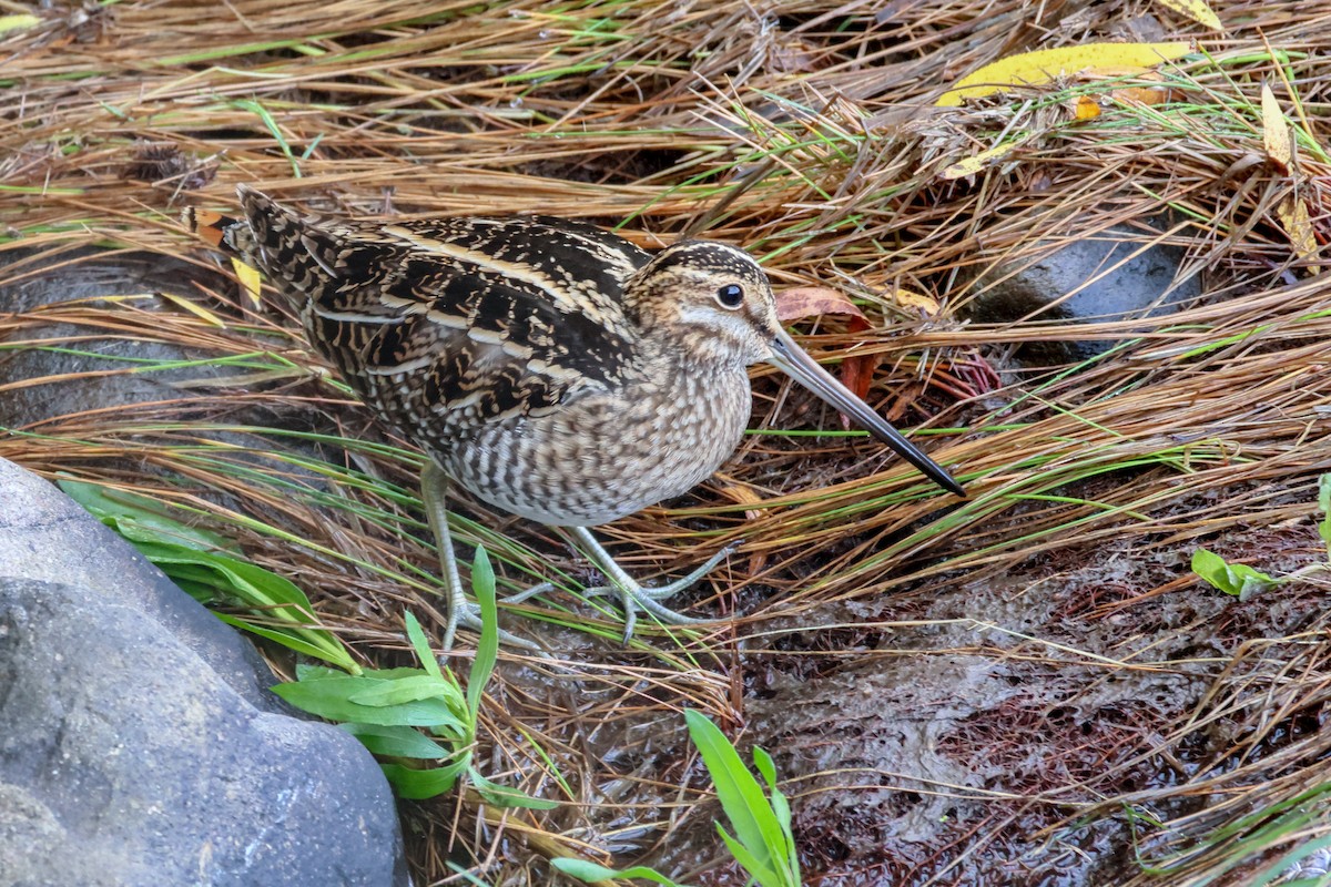 Wilson's Snipe - ML646070907
