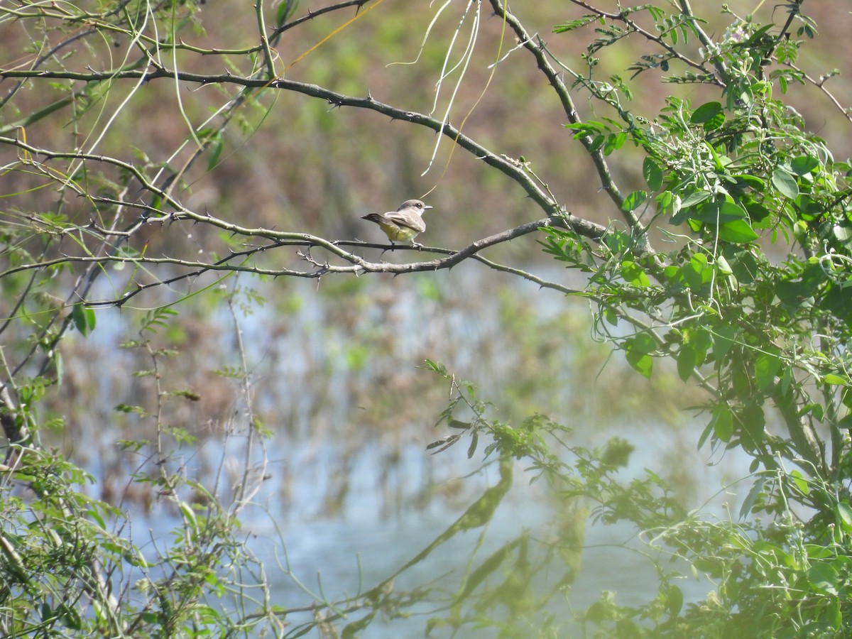 Couch's Kingbird - ML646070908