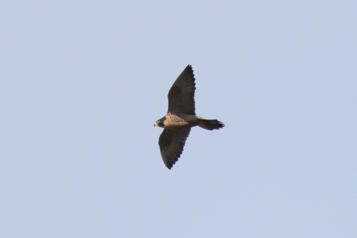 Peregrine Falcon - ML646070920