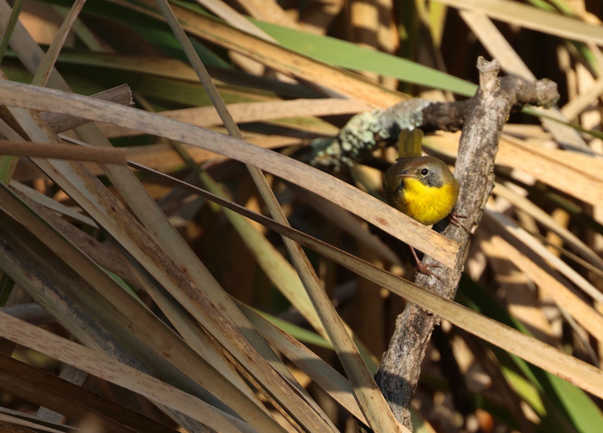 Common Yellowthroat - ML646070922