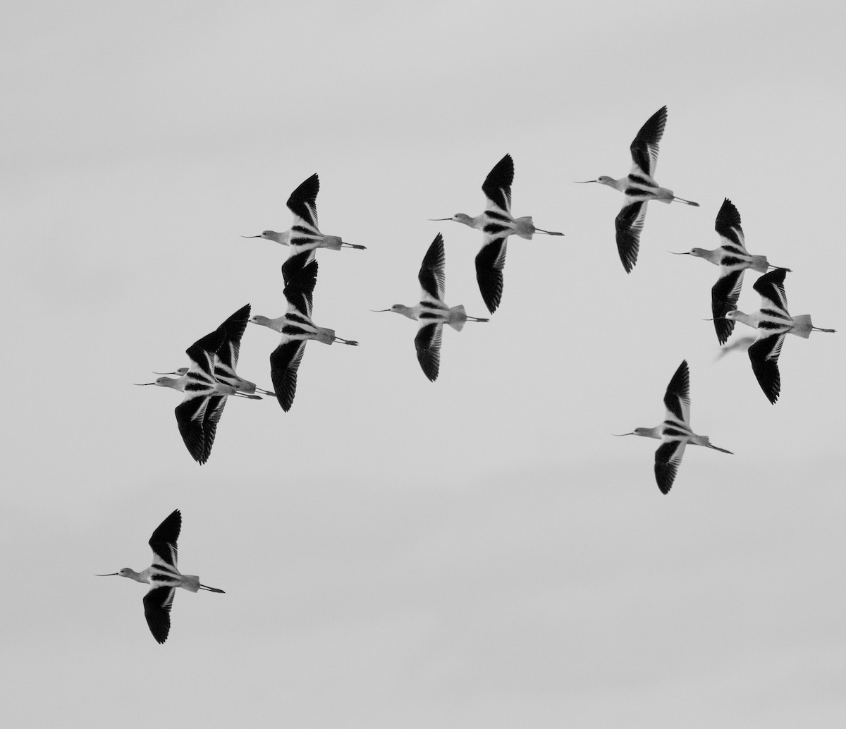 American Avocet - ML646070923