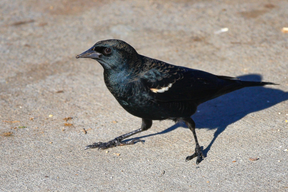 kaliforniatrupial - ML646070924