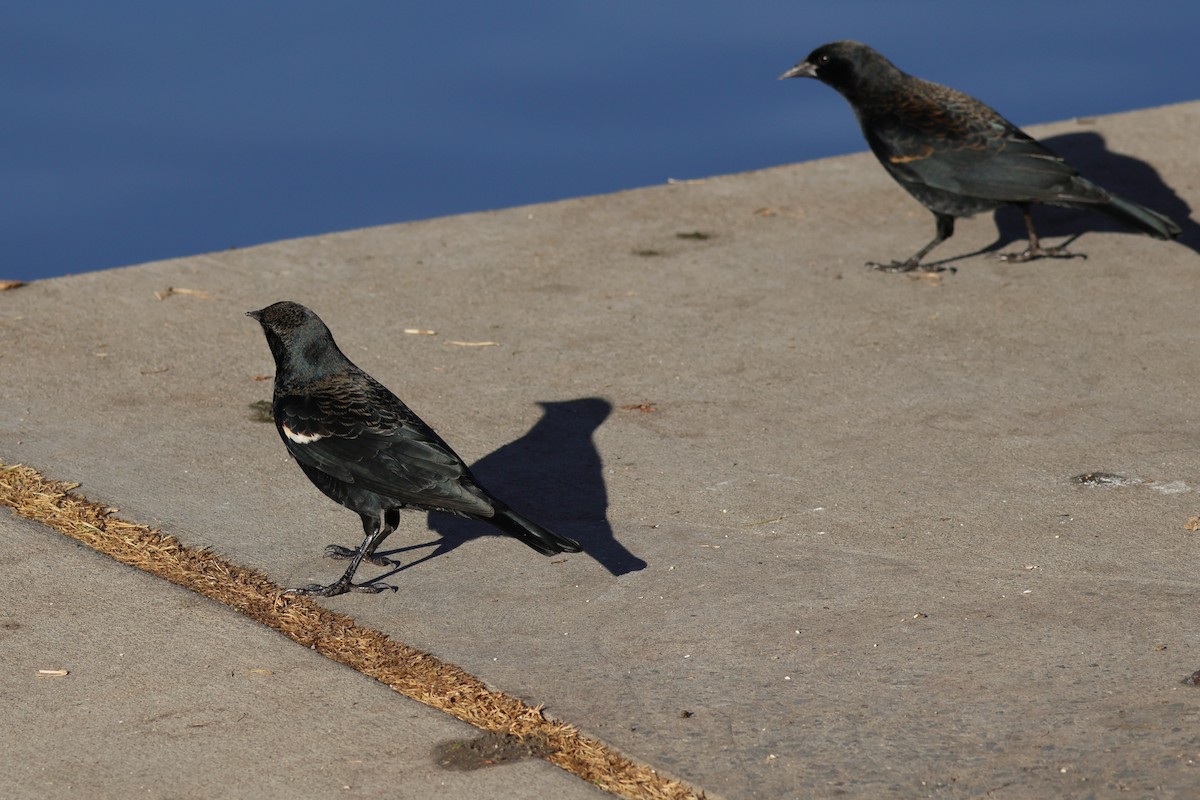 kaliforniatrupial - ML646070926