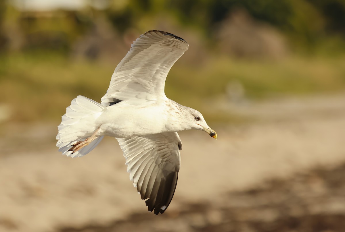 Zafferano - ML646070932