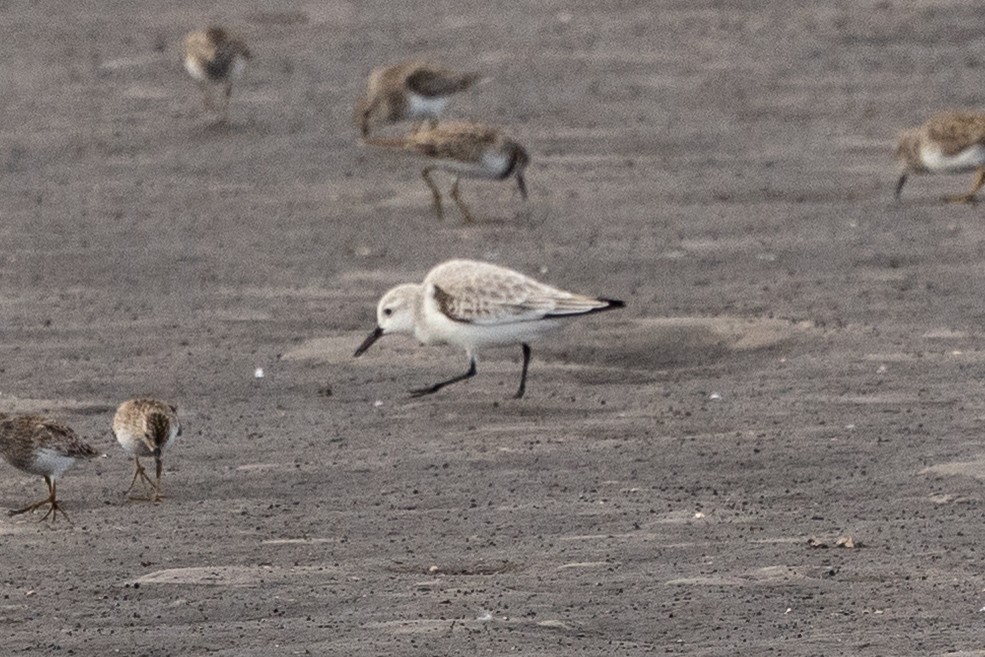 Sanderling - ML646070934