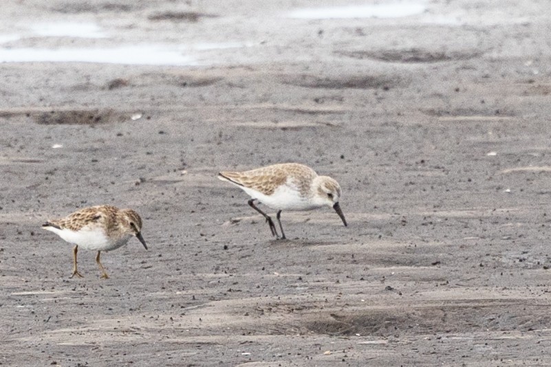 Western Sandpiper - ML646070945