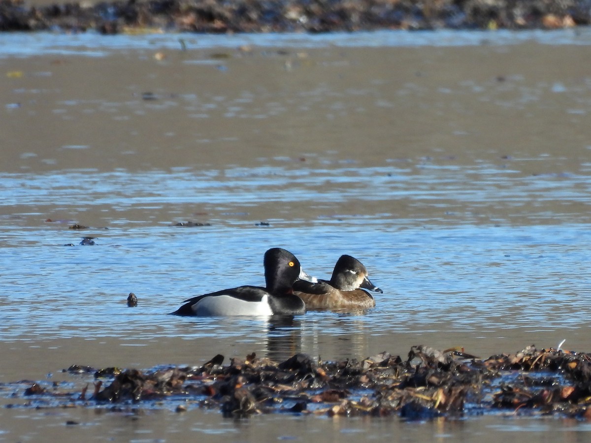 Ring-necked Duck - ML646070946