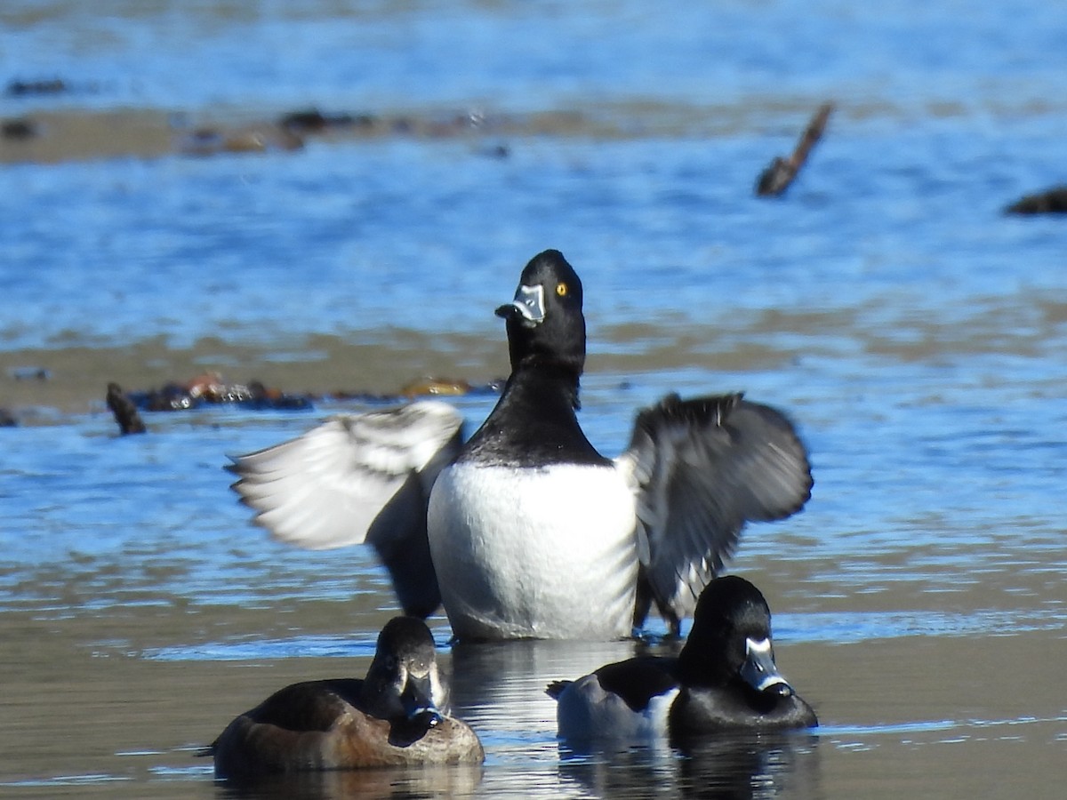 Ring-necked Duck - ML646070958