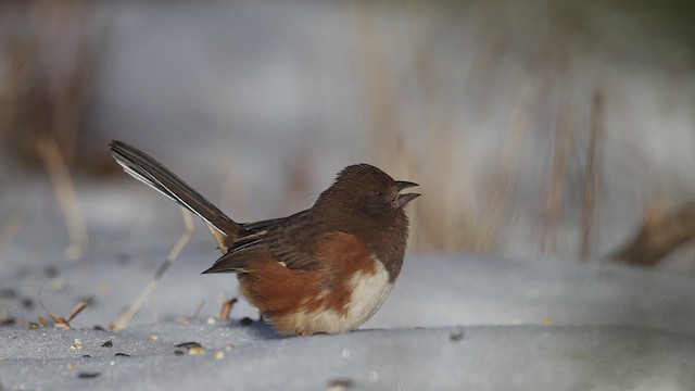 Eastern Towhee - ML646070977
