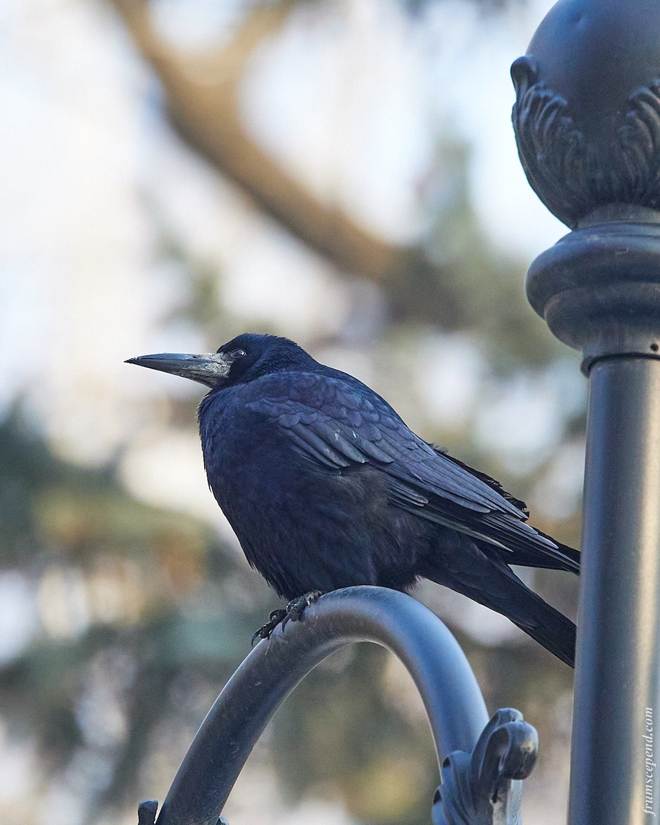 Ekin Kargası - ML646070998