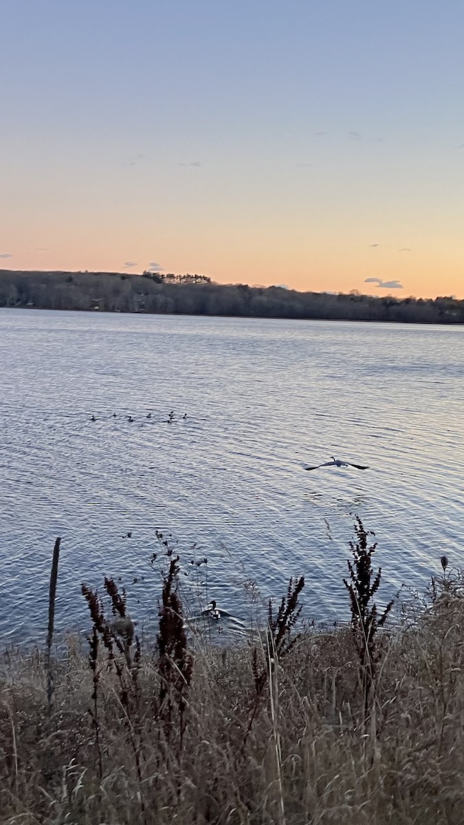 Great Blue Heron - ML646071002
