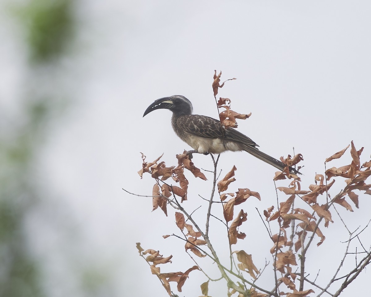 zoborožec šedý - ML646071019