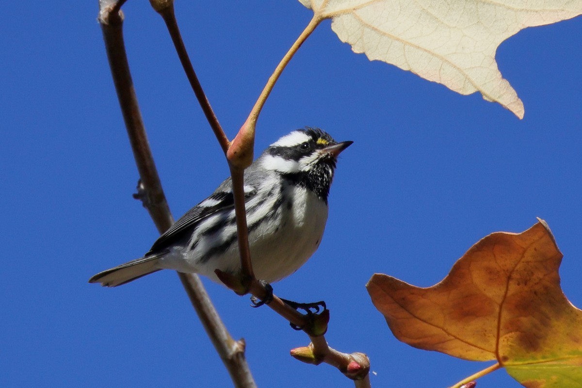 Black-throated Gray Warbler - ML646071021