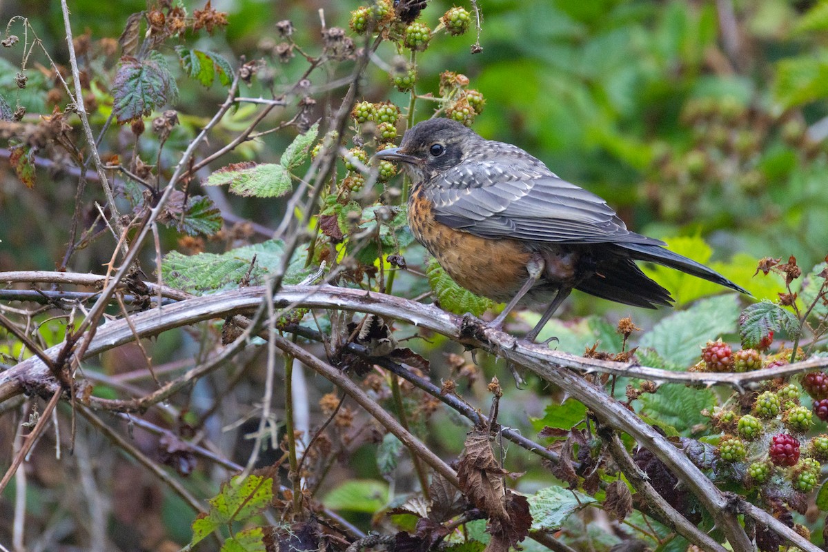 American Robin - ML646071024