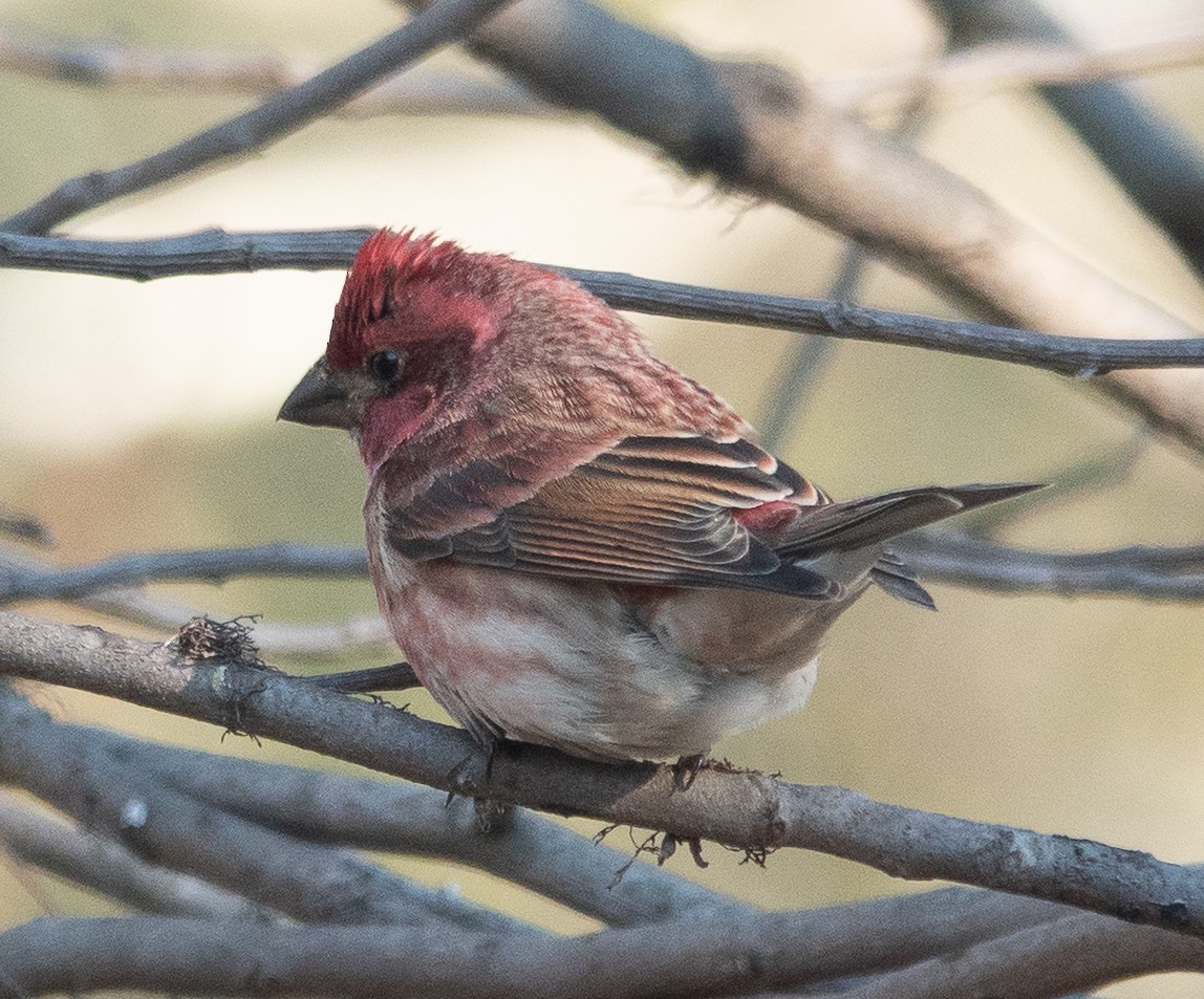 purpurfink - ML646071025