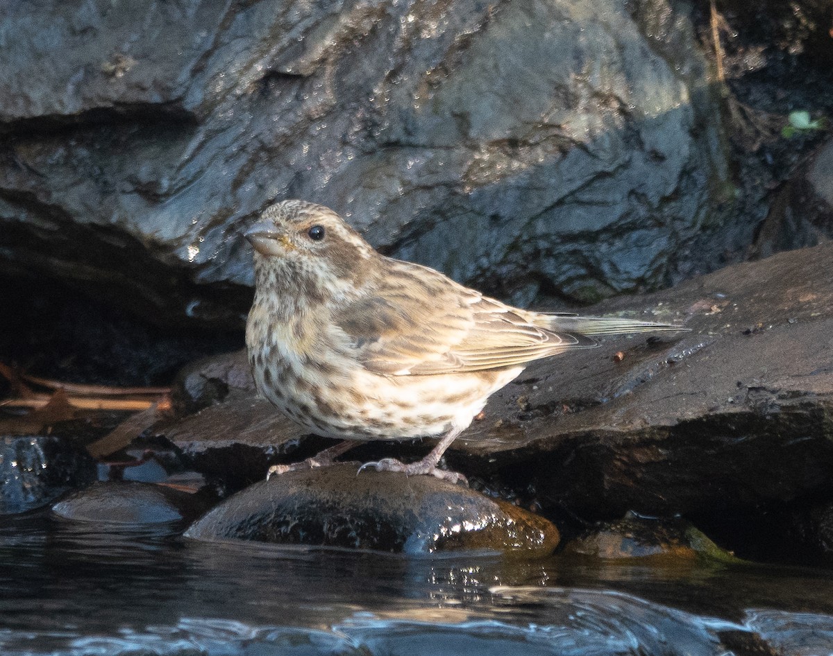 purpurfink - ML646071026