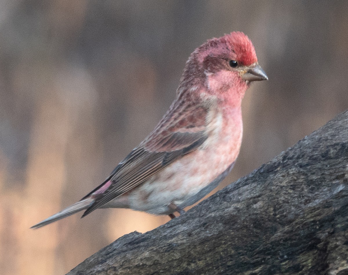 purpurfink - ML646071027