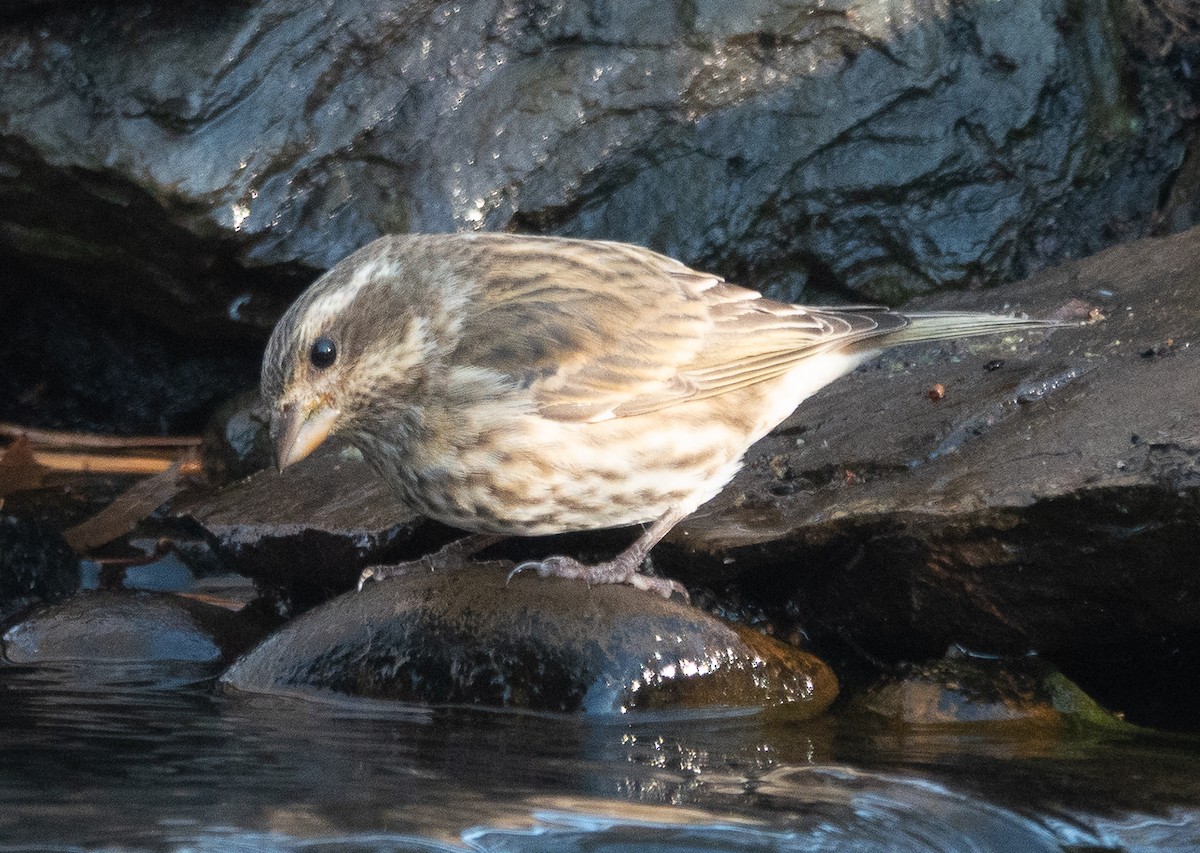 purpurfink - ML646071028