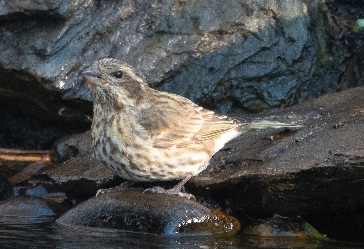 purpurfink - ML646071029