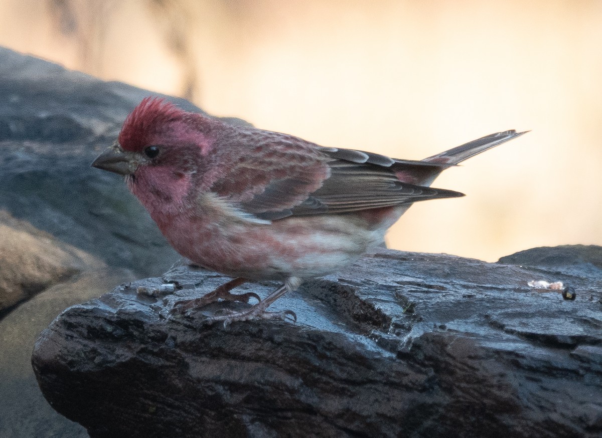 purpurfink - ML646071030