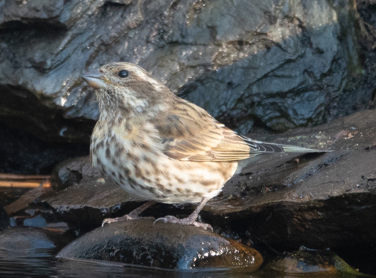 purpurfink - ML646071031