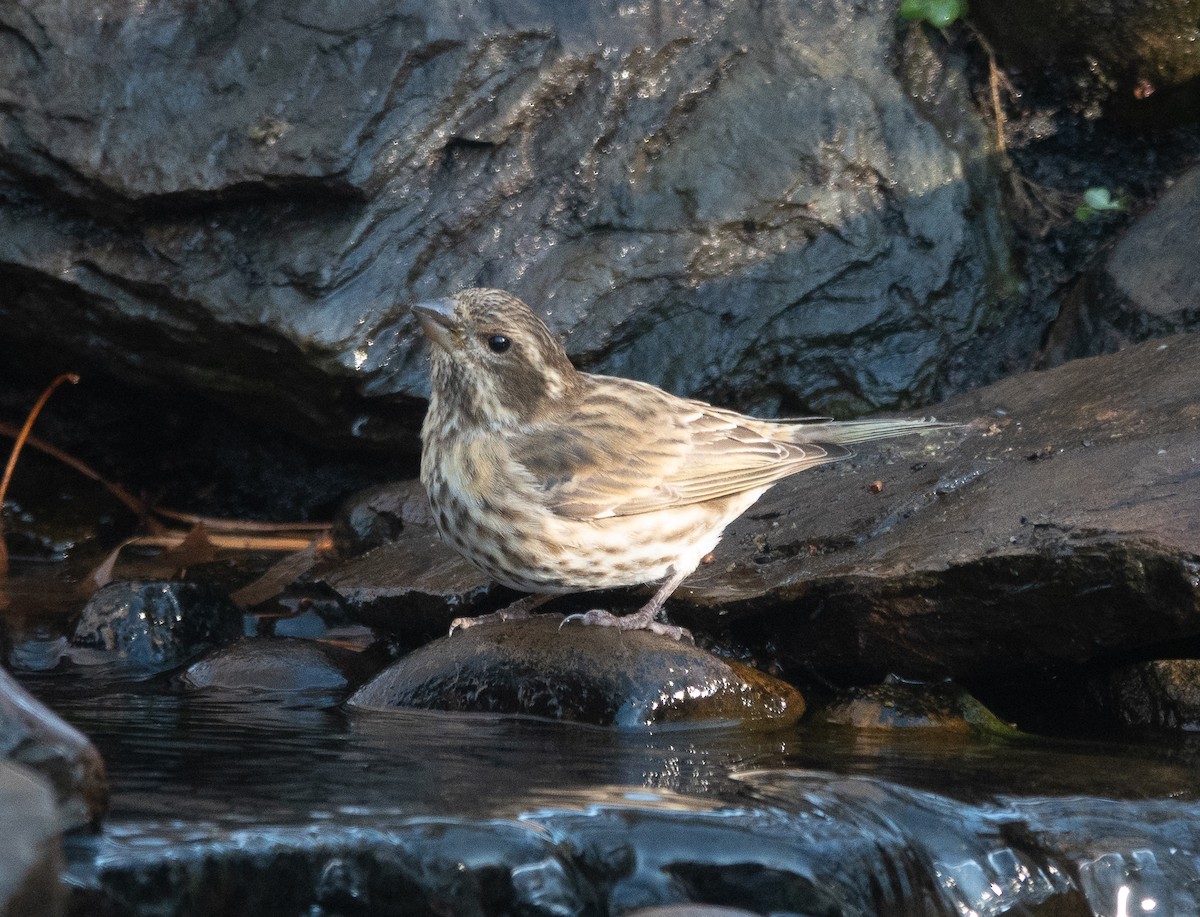 purpurfink - ML646071032