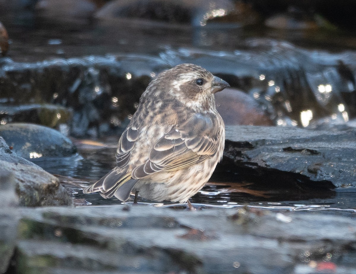 purpurfink - ML646071033