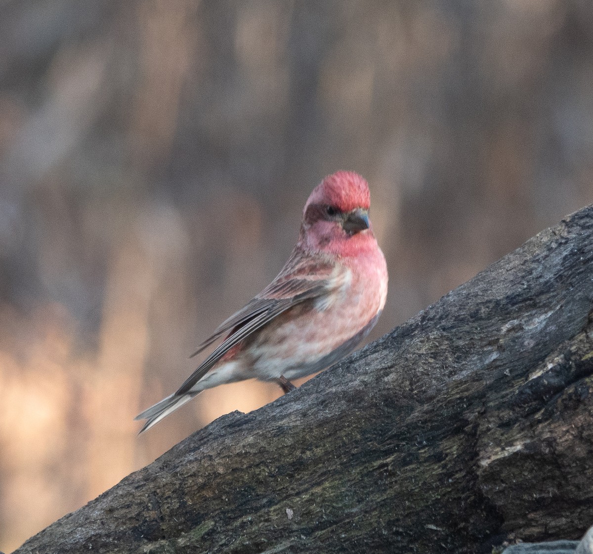 purpurfink - ML646071034