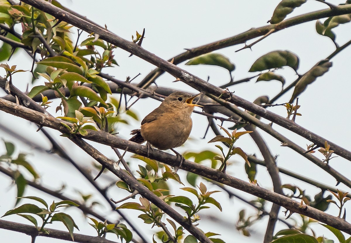 Southern House Wren - ML646071037