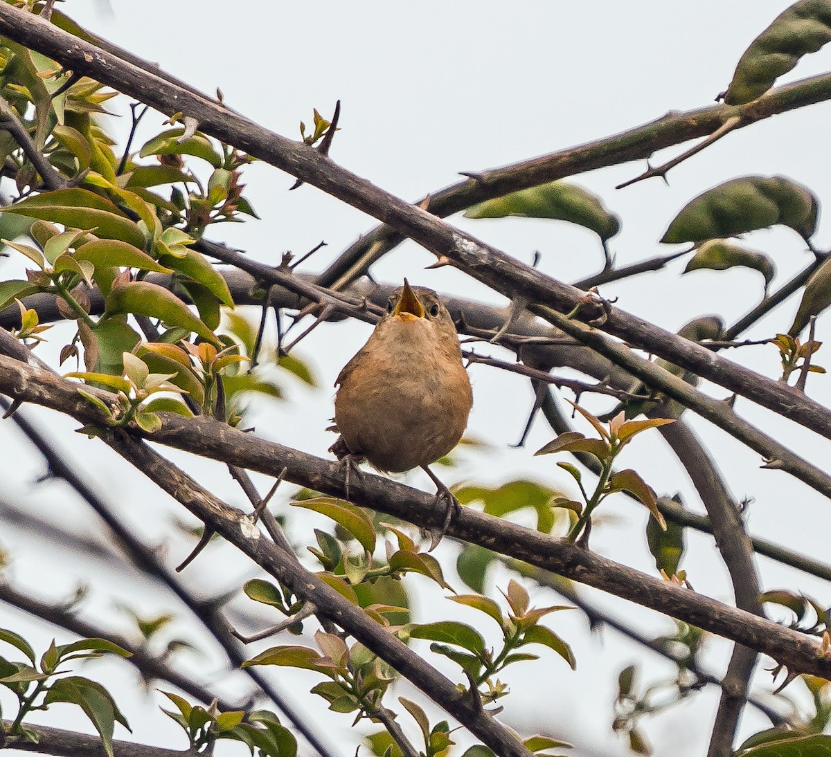 Southern House Wren - ML646071038