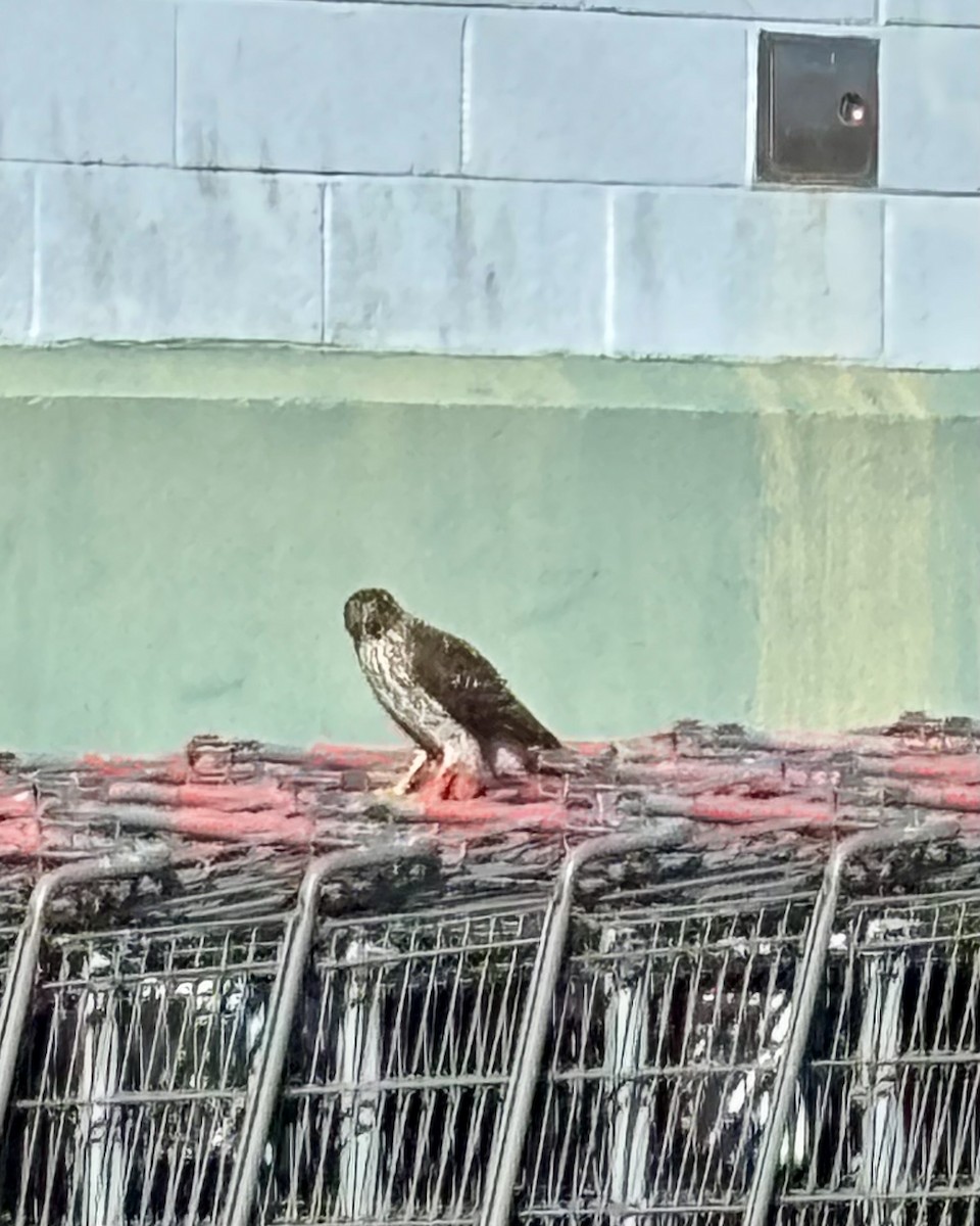 Cooper's Hawk - ML646071042
