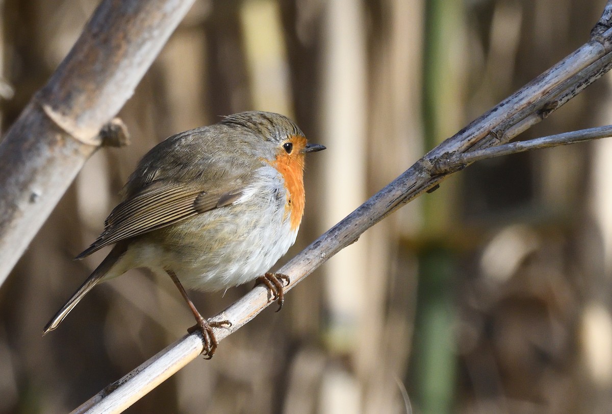 European Robin - ML646071058