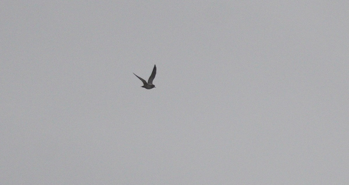 Сивка звичайна - ML646071061