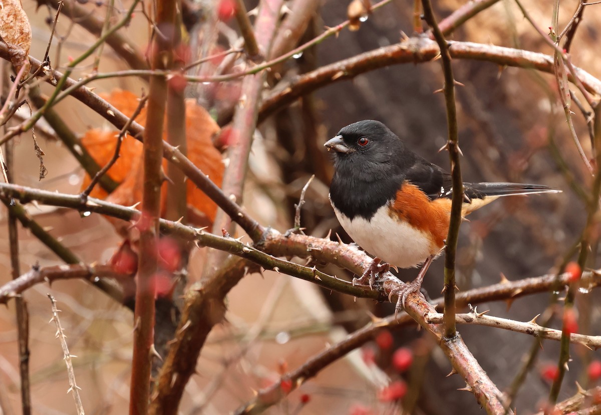 Eastern Towhee - ML646071064