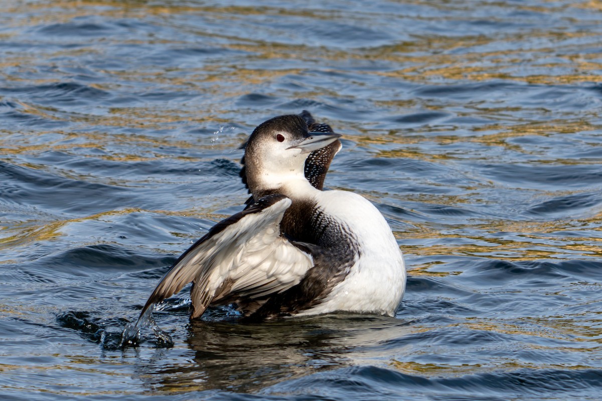 potáplice lední - ML646071066