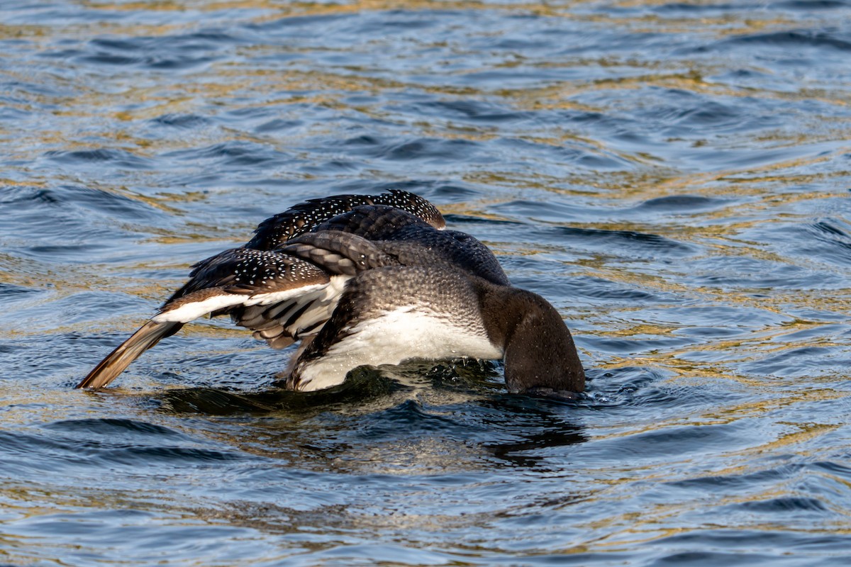 potáplice lední - ML646071067