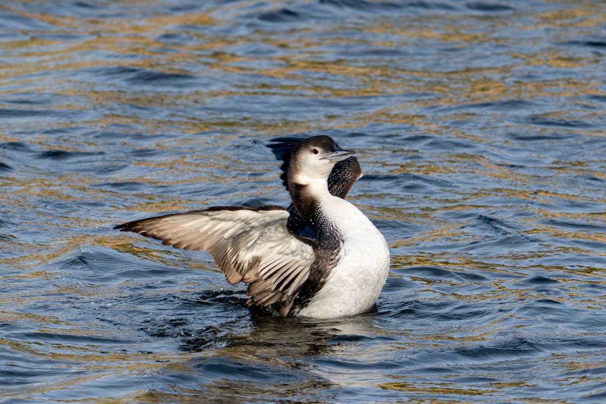 potáplice lední - ML646071068